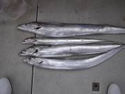 おおせき丸 釣果