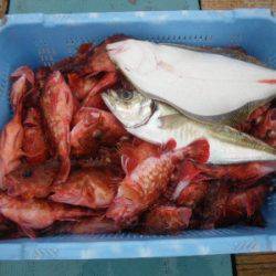 磯部釣船 直栄丸 釣果