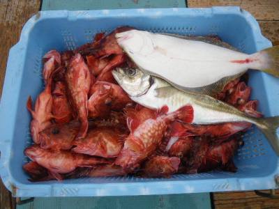 磯部釣船 直栄丸 釣果