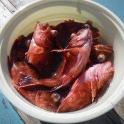 磯部釣船 直栄丸 釣果