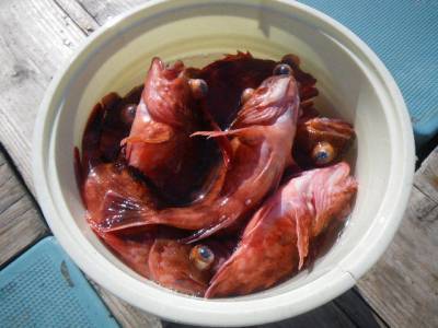 磯部釣船 直栄丸 釣果