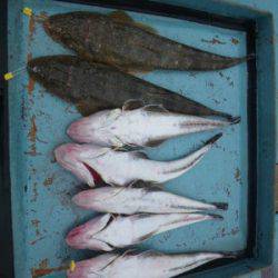 磯部釣船 直栄丸 釣果