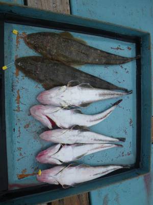 磯部釣船 直栄丸 釣果