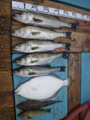 磯部釣船 直栄丸 釣果