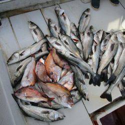 Fisherman Dreams DI 釣果