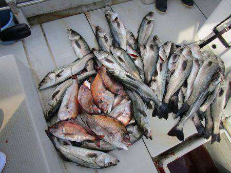 Fisherman Dreams DI 釣果