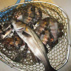 Fisherman Dreams DI 釣果