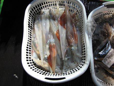 海宝丸　島根 釣果