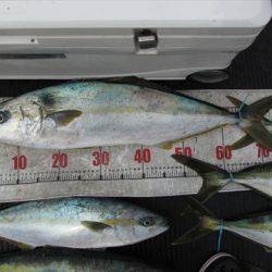 海宝丸 島根 釣果