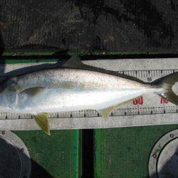 海宝丸　島根 釣果