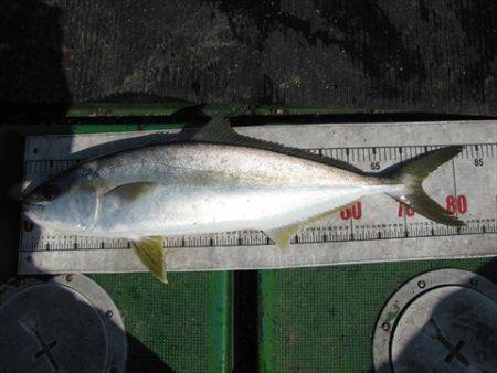 海宝丸　島根 釣果