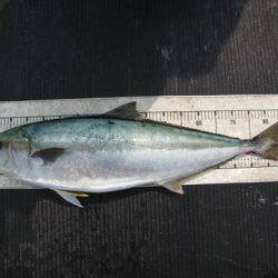 海宝丸 島根 釣果