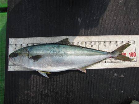 海宝丸 島根 釣果