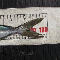 海宝丸 島根 釣果