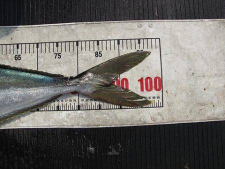 海宝丸 島根 釣果