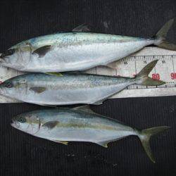 海宝丸 島根 釣果