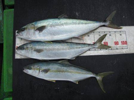 海宝丸 島根 釣果