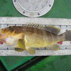 海宝丸 島根 釣果