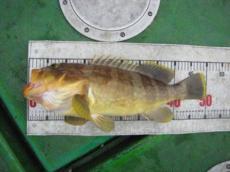 海宝丸 島根 釣果