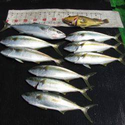 海宝丸 島根 釣果