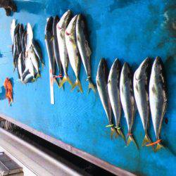 アジアマリンサービス 釣果