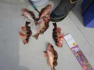 兼六丸 釣果