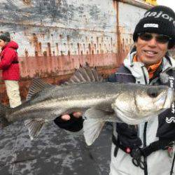 シーマジカル 釣果