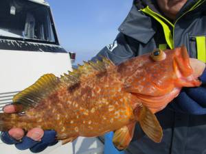 兼六丸 釣果