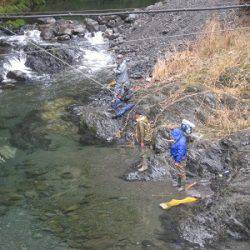 安倍川・藁科川（安倍藁科川漁業協同組合） 釣果