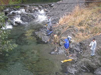 安倍川・藁科川（安倍藁科川漁業協同組合） 釣果