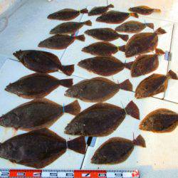 フィッシングガイド とちぎ 釣果