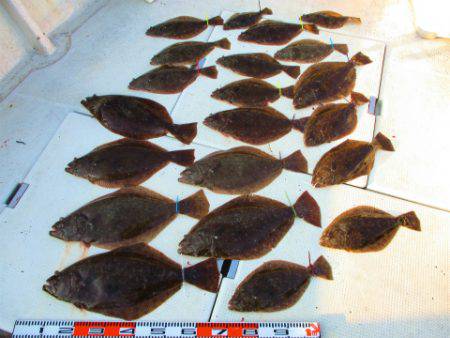 フィッシングガイド とちぎ 釣果