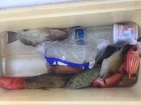 群星・むるぶし 釣果