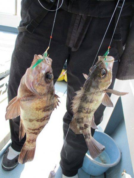 海人丸（うみんちゅまる） 釣果