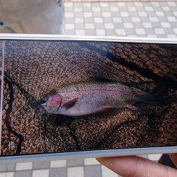 志高湖フィッシング 釣果