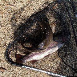 志高湖フィッシング 釣果