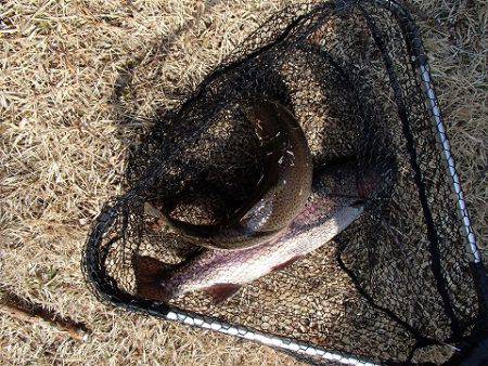 志高湖フィッシング 釣果