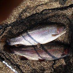 志高湖フィッシング 釣果