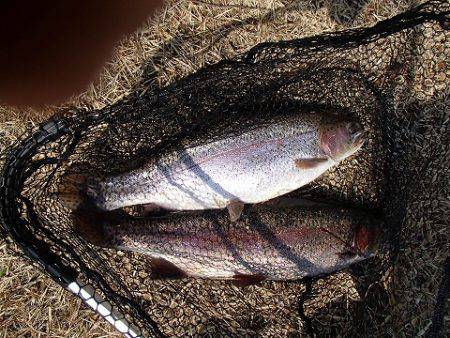 志高湖フィッシング 釣果