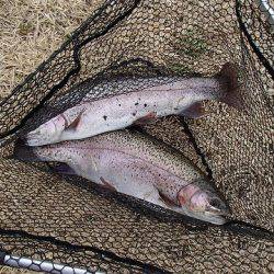 志高湖フィッシング 釣果