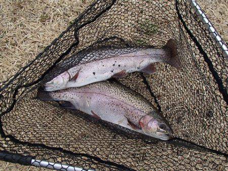 志高湖フィッシング 釣果