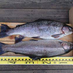 志高湖フィッシング 釣果