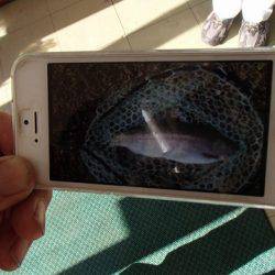 志高湖フィッシング 釣果