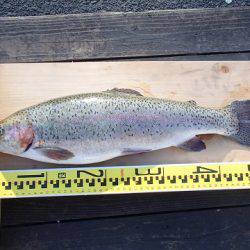 志高湖フィッシング 釣果