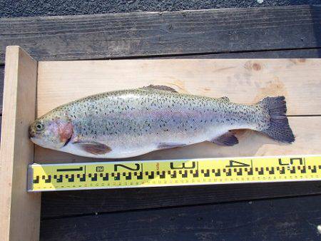 志高湖フィッシング 釣果