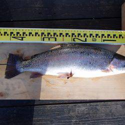 志高湖フィッシング 釣果