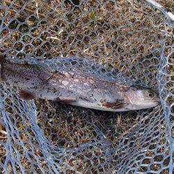 志高湖フィッシング 釣果