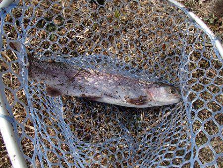 志高湖フィッシング 釣果