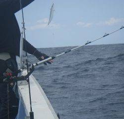 ことぶき丸 釣果