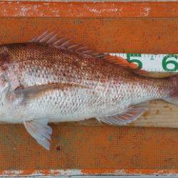 火遠理丸（ほおりまる） 釣果